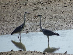 Ardea cinerea
