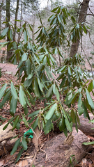 Rhododendron maximum