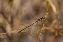Lestes alacer
