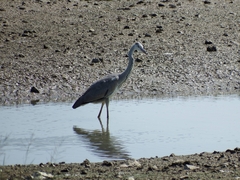 Ardea cinerea