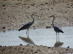 Ardea cinerea