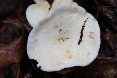 Lactifluus glaucescens