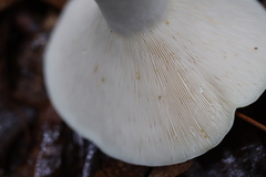 Lactifluus glaucescens