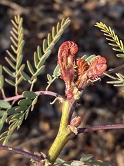 Erythrostemon gilliesii