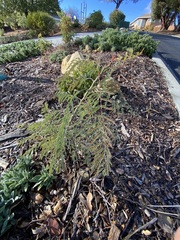 Erythrostemon gilliesii