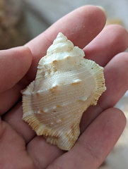 Bursidae