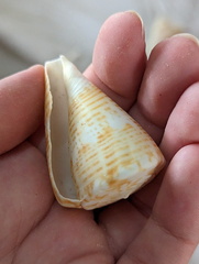 Conus trigonus