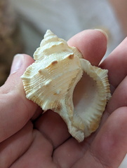 Bursidae