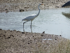 Egretta garzetta