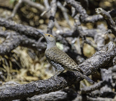 Colaptes