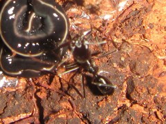 Odontomachus ruficeps