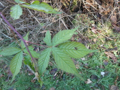 Rubus canadensis