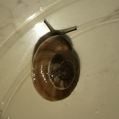 Pseudiberus tectumsinense