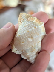 Bursidae