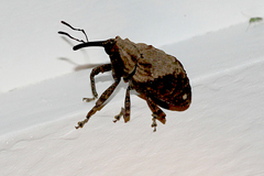Blepiarda undulata