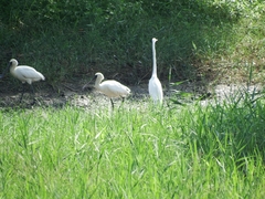 Egretta garzetta