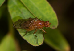 Dryomyza