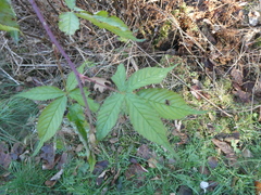 Rubus canadensis