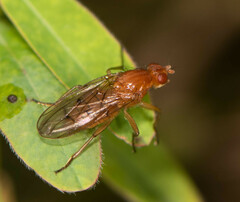 Dryomyza