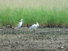 Egretta garzetta