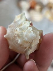 Bursidae