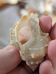 Bursidae