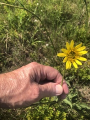 Silphium gracile