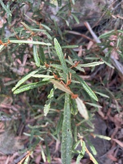 Lasiopetalum ferrugineum