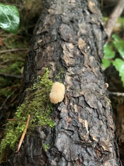 Naematelia encephala