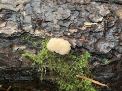 Naematelia encephala