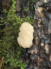 Naematelia encephala