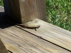 Eutropis longicaudata