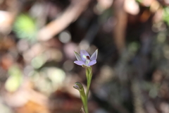 Thelymitra hatchii