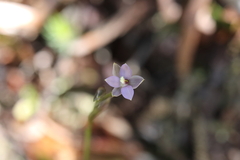 Thelymitra hatchii