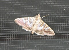 Glyphodes multilinealis