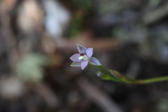 Thelymitra hatchii
