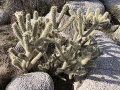 Cylindropuntia