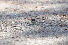 Passer montanus