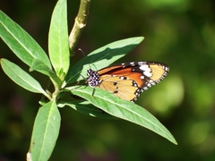 Danaus chrysippus