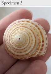 Architectonica