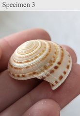 Architectonica