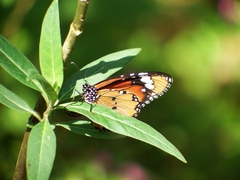 Danaus chrysippus