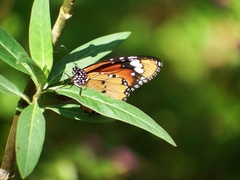 Danaus chrysippus