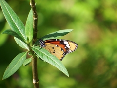 Danaus chrysippus