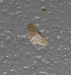 Idaea simplex