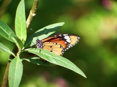 Danaus chrysippus