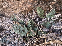 Myriopteris parryi