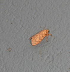 Miltochrista quadrilineata