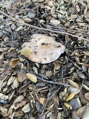 Russula occidentalis