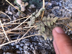 Myriopteris parryi
